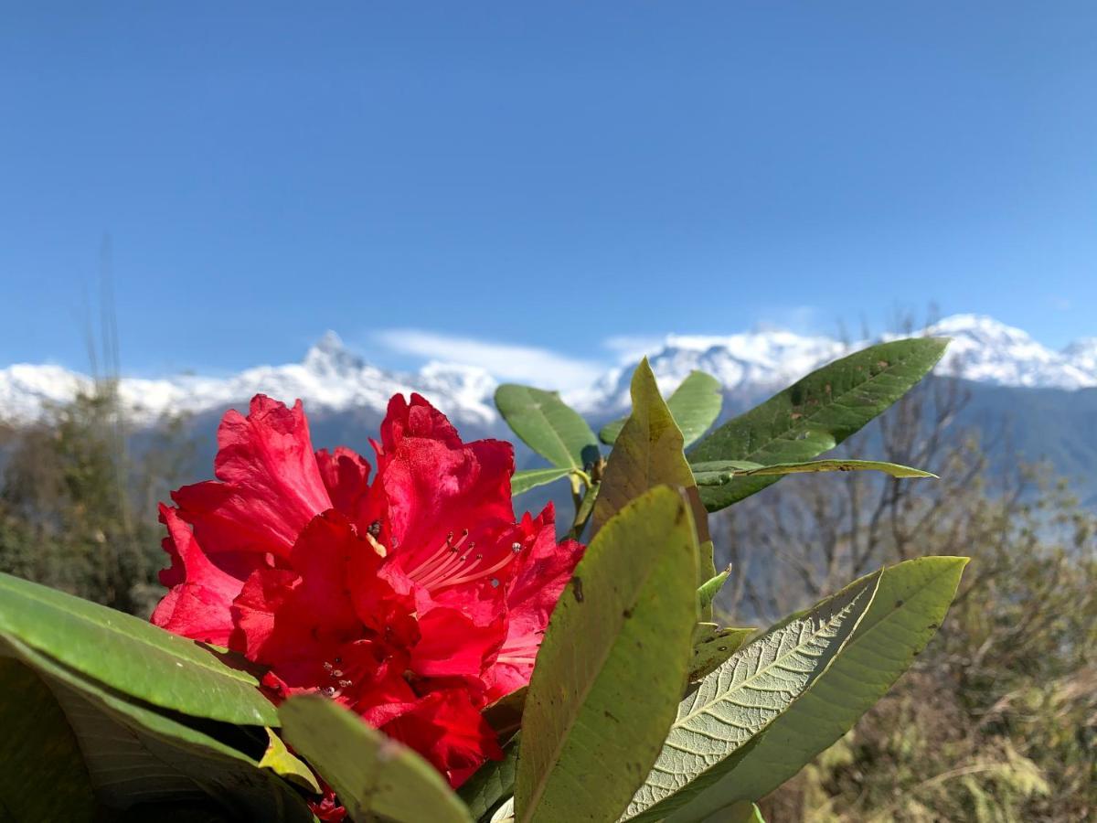 Hotel Pristine Himalaya Pokhara Zewnętrze zdjęcie